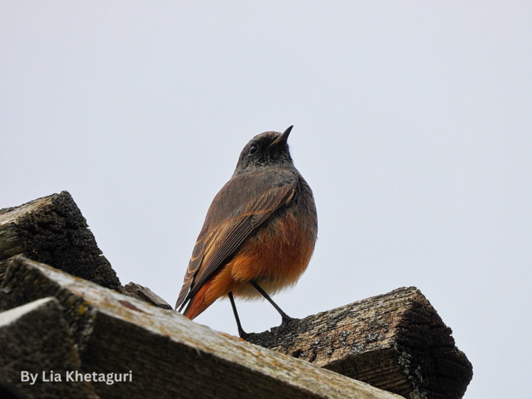 Eastern Black Redstart Eastern Black Redstart