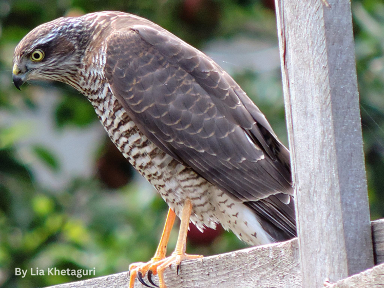 Eurasian Sparrowhawk - Stepantsminda Eurasian Sparrowhawk - Stepantsminda
