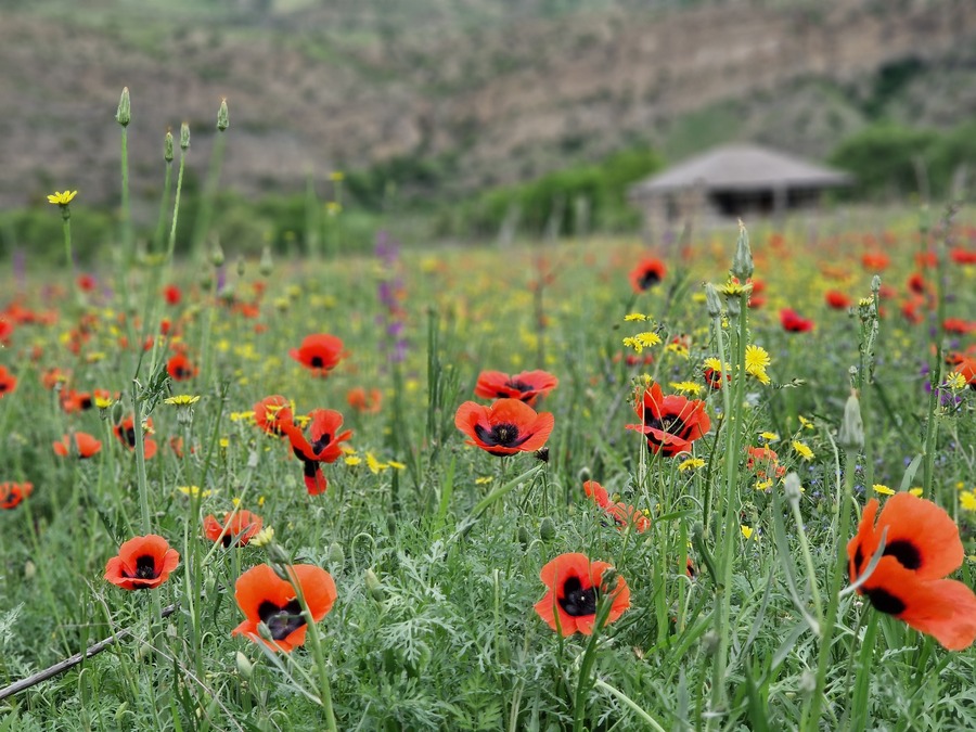 Poppies in Georgia Poppies in Georgia