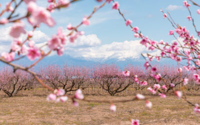 Spring in Georgia: Best things to do in March, April & May